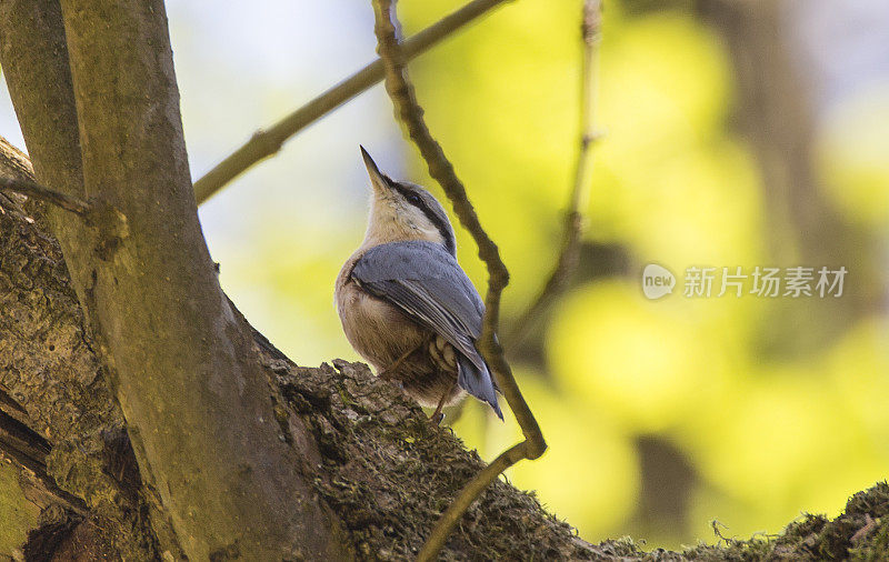 Nuthatch / Kleiber头朝下在树上